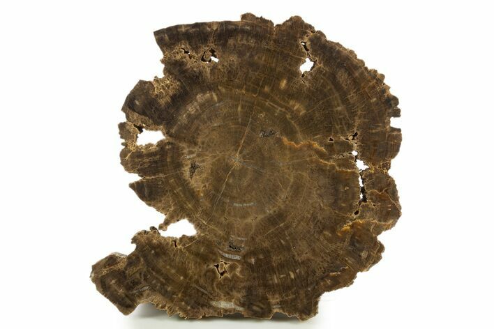 Polished Cretaceous Petrified Wood Round - Texas #320750